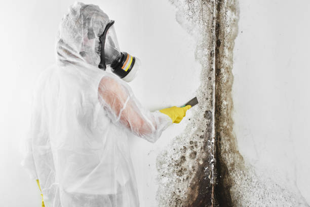 Attic Mold Removal in Fallsburg, NY