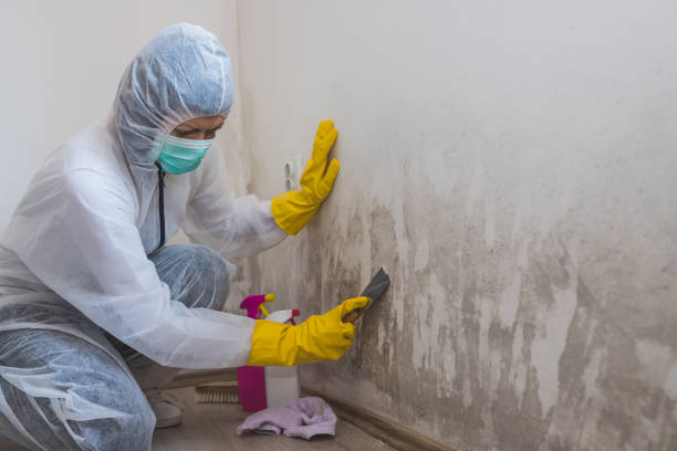 Best Mold Remediation  in Fallsburg, NY