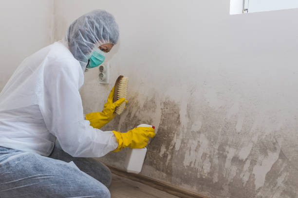 Crawl Space Mold Removal in Fallsburg, NY