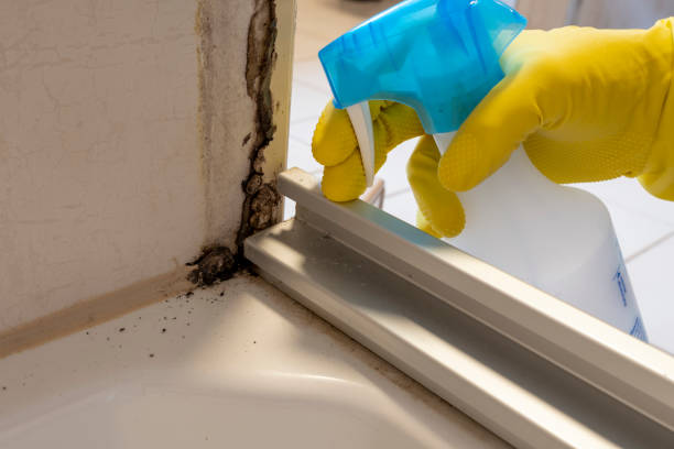 Best Mold Cleaning Services  in Fallsburg, NY