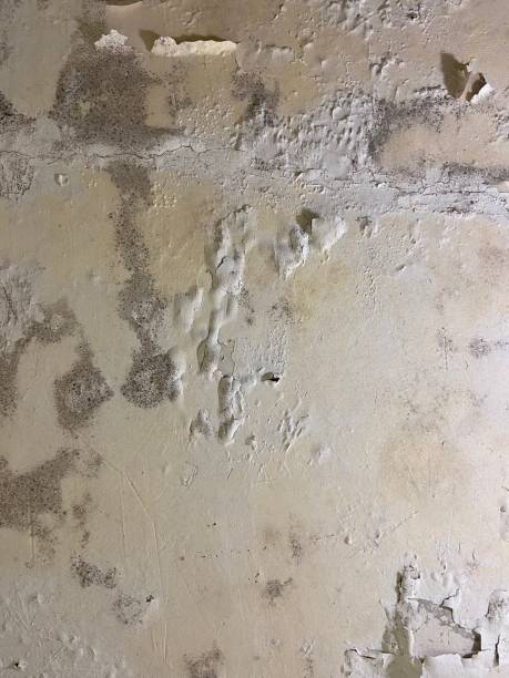 Best Mold Testing  in Fallsburg, NY