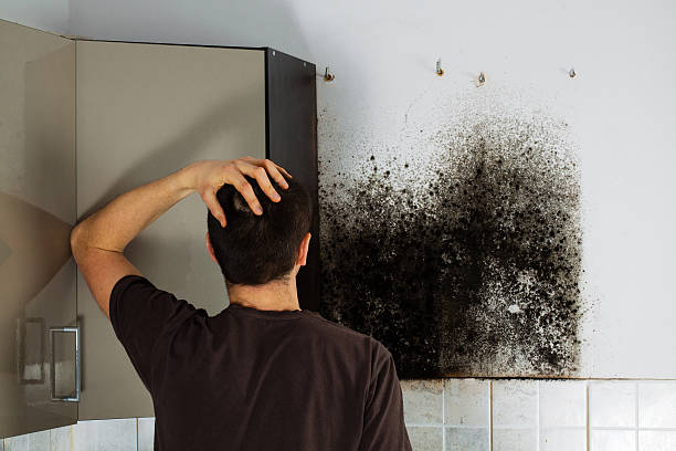 Best Attic Mold Removal  in Fallsburg, NY
