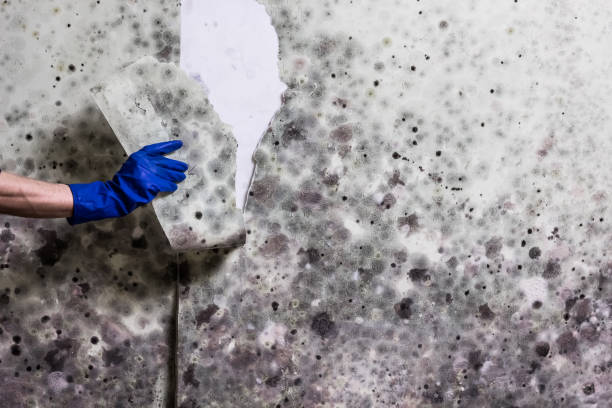 Best Mold Removal Near Me  in Fallsburg, NY